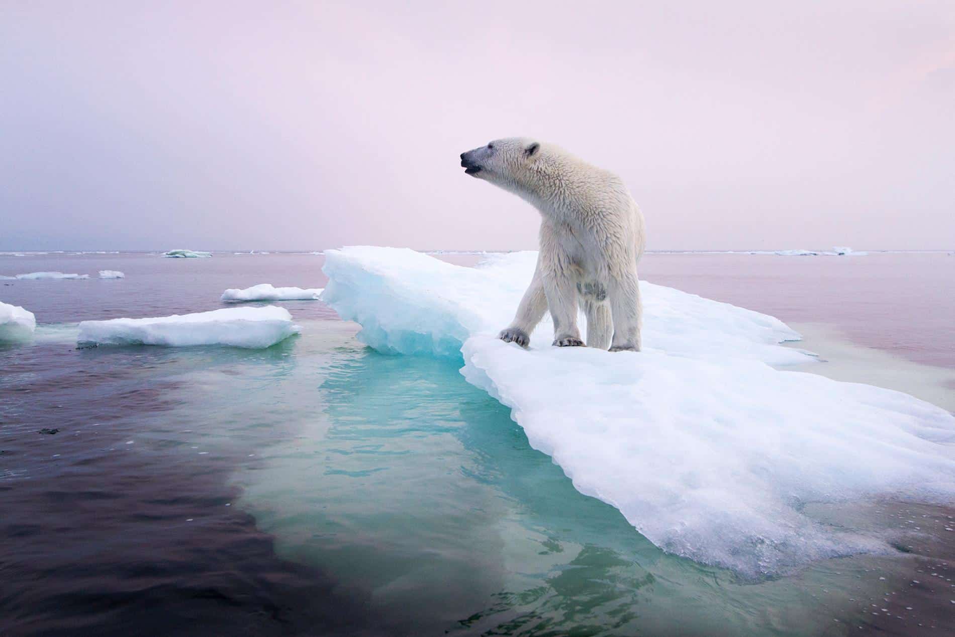 Animals: The Innocent Victims Of Climate Change