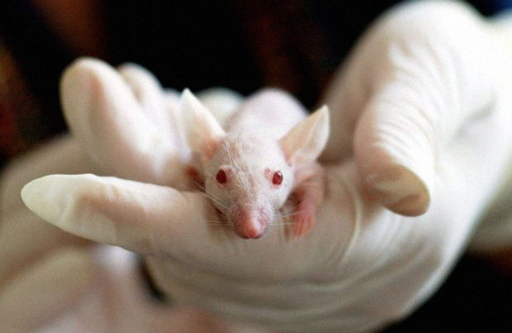 Alzheimer’s In Mice Treated By Scientists Using Light and Sound Only