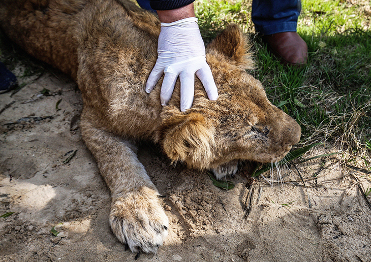 Young Lioness In Captivity Declawed So Children Can Play With Her