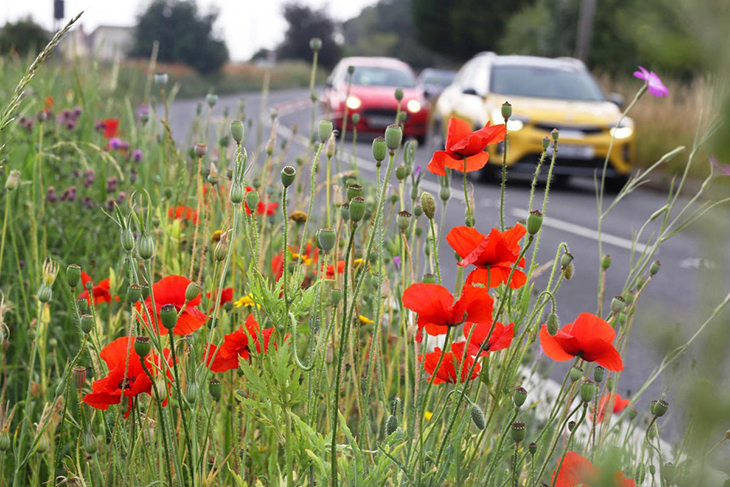 Village Plants Wildflowers On The Side Of The Road To Address Issue Of Speeding Drivers