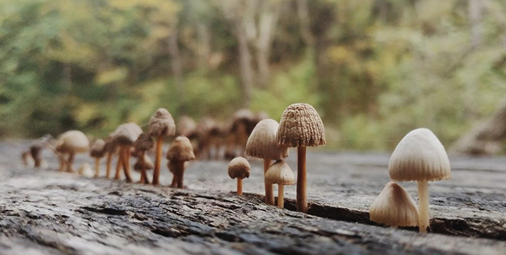 Scientists Discover Fungi That Stores A Third Of All Carbon Emissions