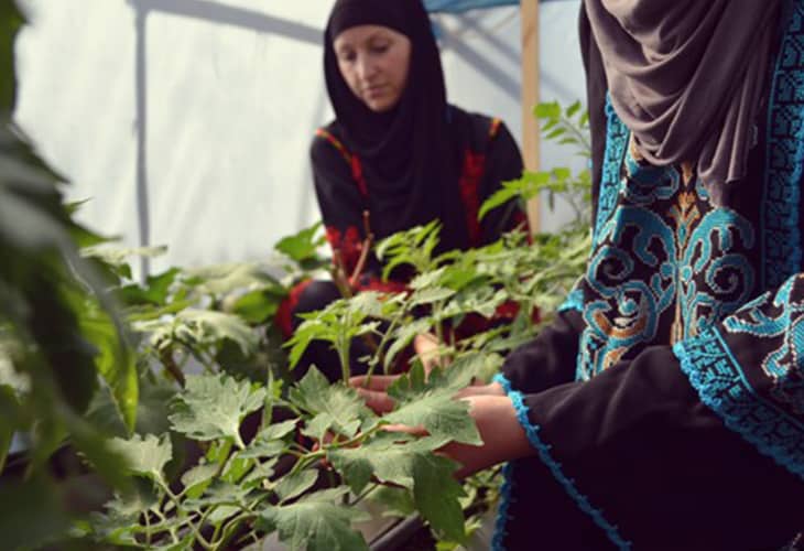 Rooftop Farms: Palestinian Women’s Last Stand In The Fight To Keep Their Cultural Heritage Alive