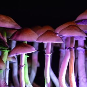 Psychedelic Mushrooms Could Be The Solution To Eradicating Anti-Depressant Medication In The Next Five Years