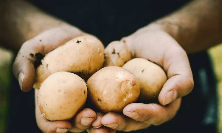 The Secret Cure To Crop Diseases And Hospital Bugs May Be Found In Simple Potatoes