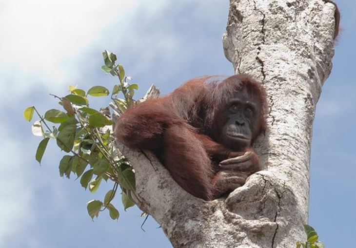 A Pregnant and Hungry Orangutan Has Been Spotted Holding On To The Last Tree Left While Bulldozers Ravage Her Home