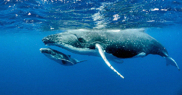 Scientists Believe The Reduced Ocean Noise From Maritime Traffic During The Global Lockdown Has Whales Less Stressed And Enjoying